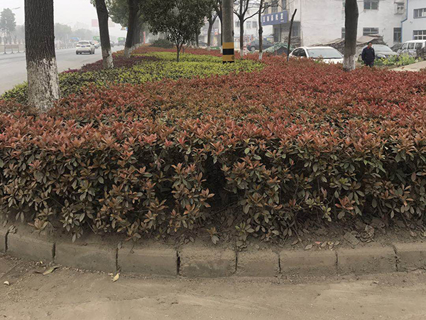 隨州老316國道擴改綠化工程